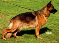 public/dog_images/739/1721731949.Liselotte vom Holtkämper Hof.jpg